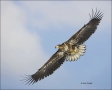 White-tailed-Eagle;White-tailed-Sea-Eagle;Sea-Eagle;Haliaeetus-albicilla;Japan;b